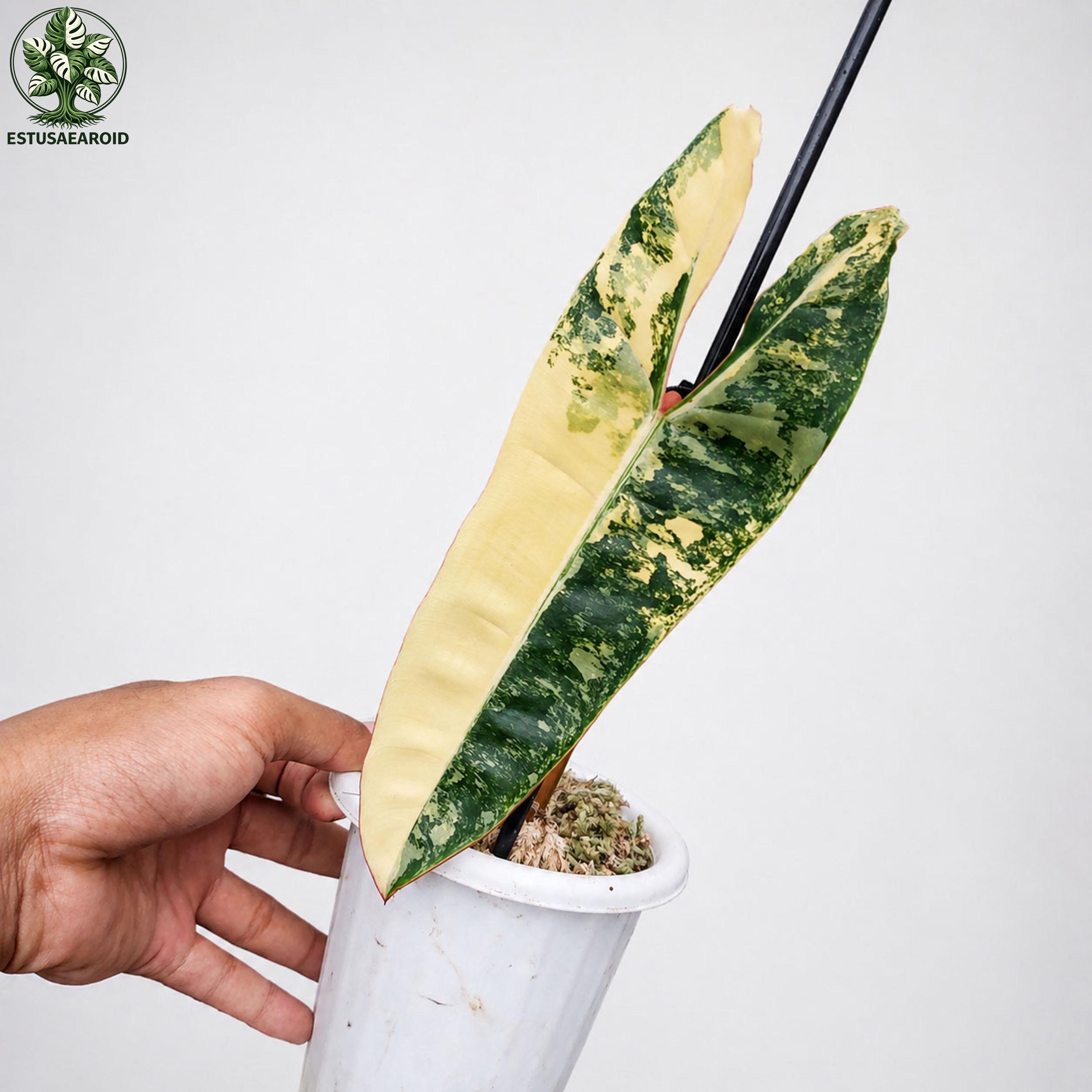 Philodendron billietiae variegated - Etsy 日本