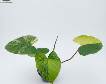 Homalomena Rubescens, planta de interior variegada.