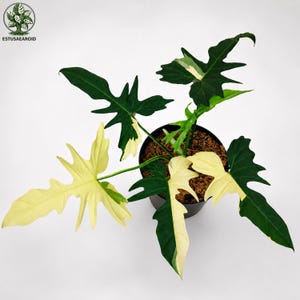 Może przedstawiać: Roślina Philodendron Florida Beauty w czarnej plastikowej doniczce z ziemią. Roślina posiada głęboko powcinane, pstre liście z mieszanką ciemnozielonych i kremowobiałych wzorów. Ulistnienie jest ułożone w promienisty wzór.