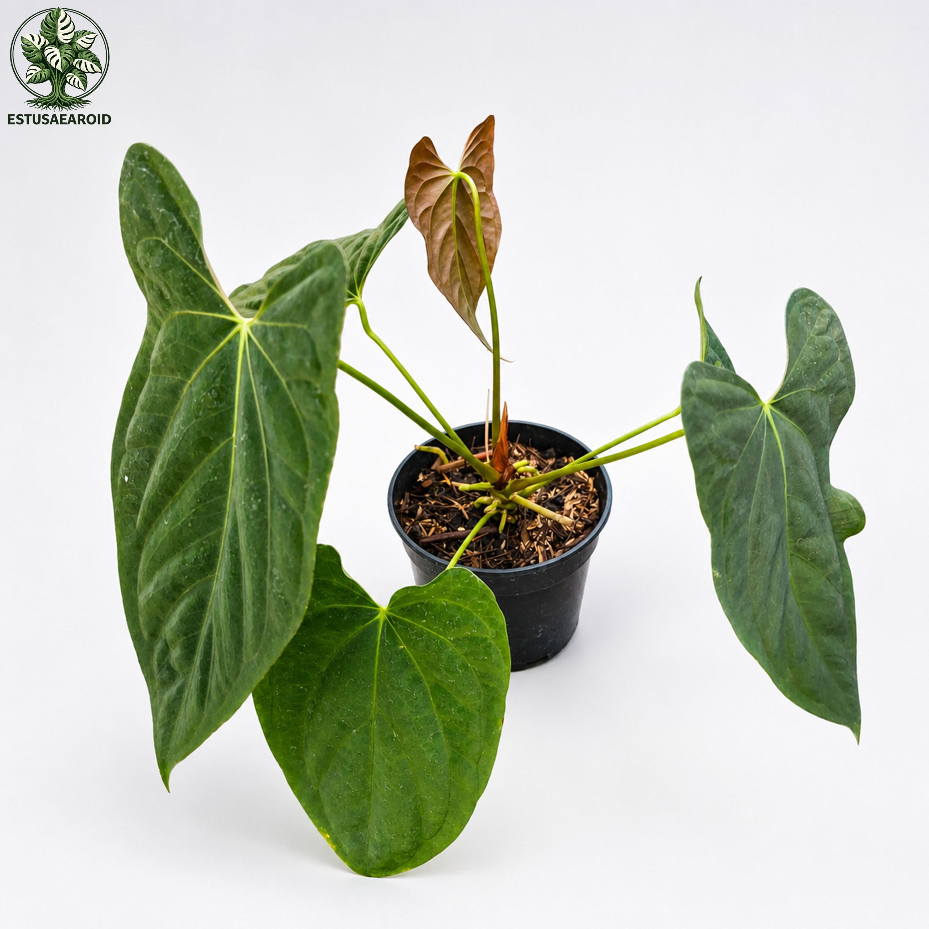 Anthurium fort sherman - Etsy 日本