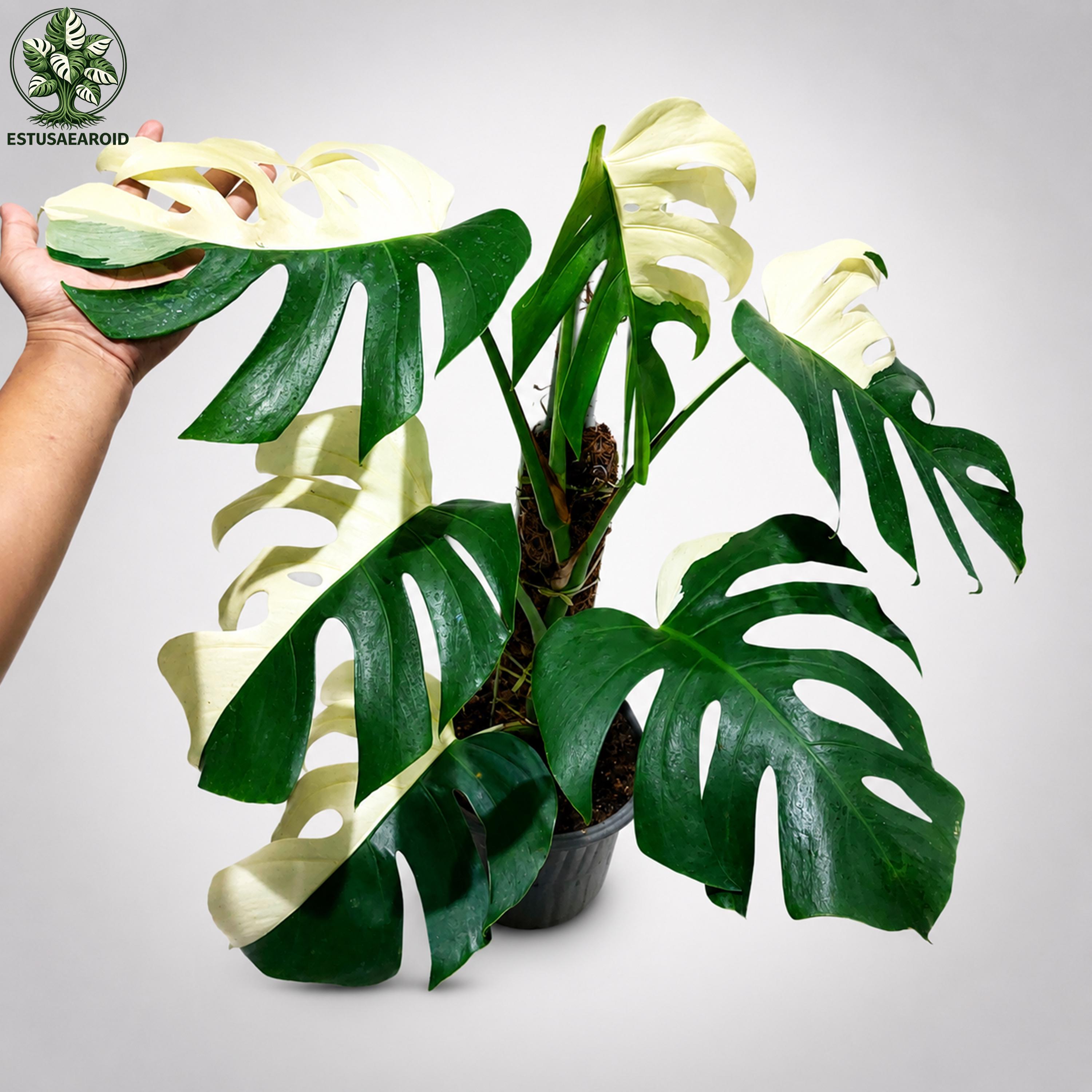 Monstera white lava - Etsy 日本