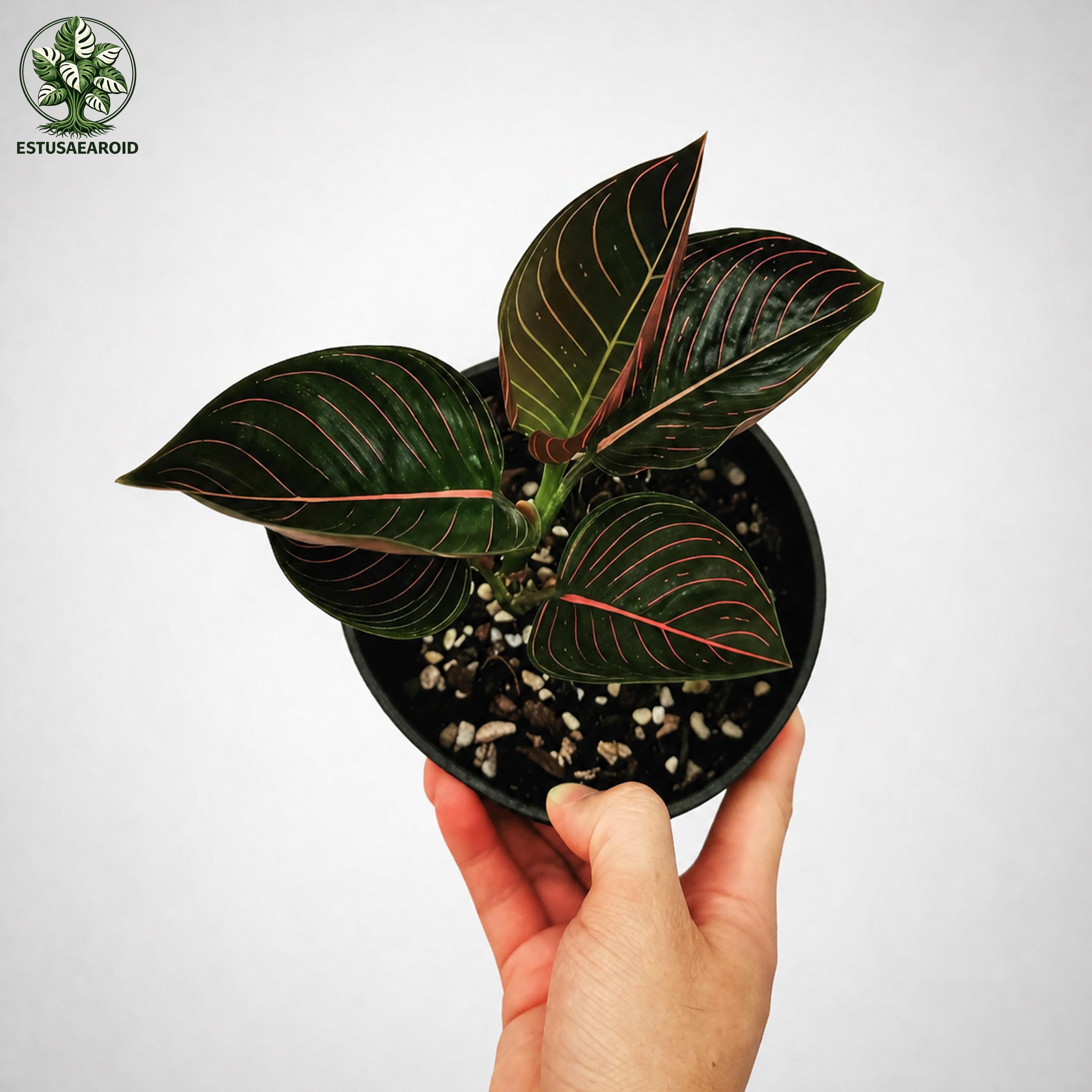 Aglaonema rotundum - Etsy 日本