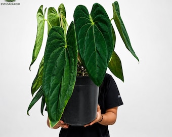 Anthurium Papillilaminum Lago Gatún Papi Rare Plant - Etsy