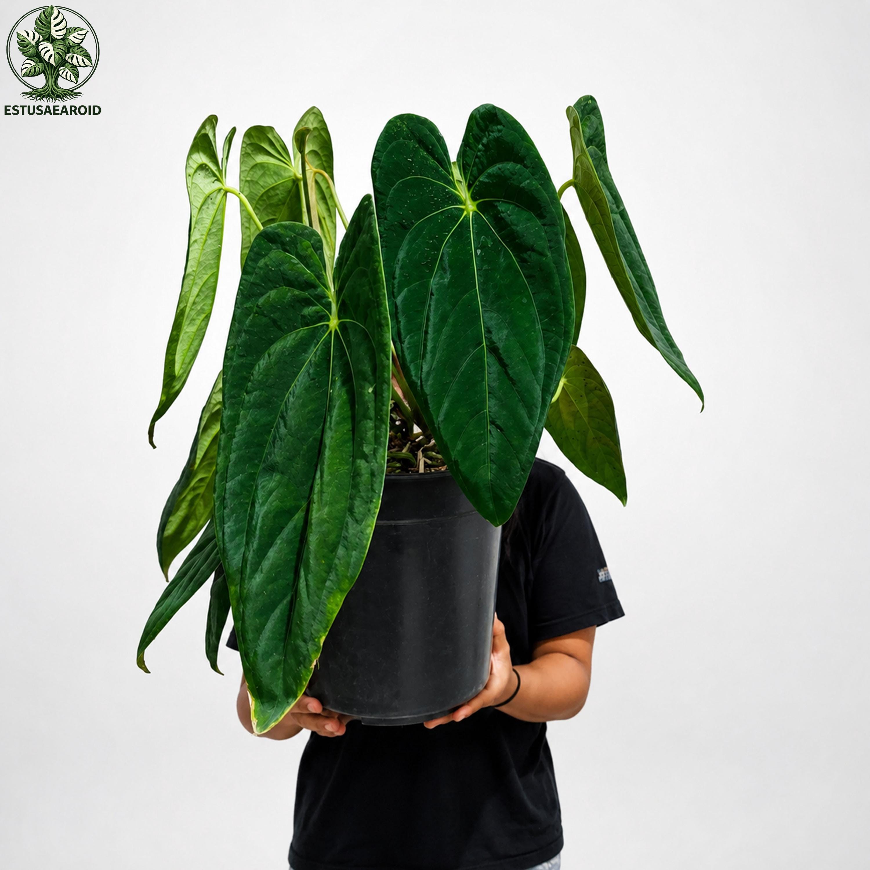 Anthurium papillilaminum - Etsy 日本