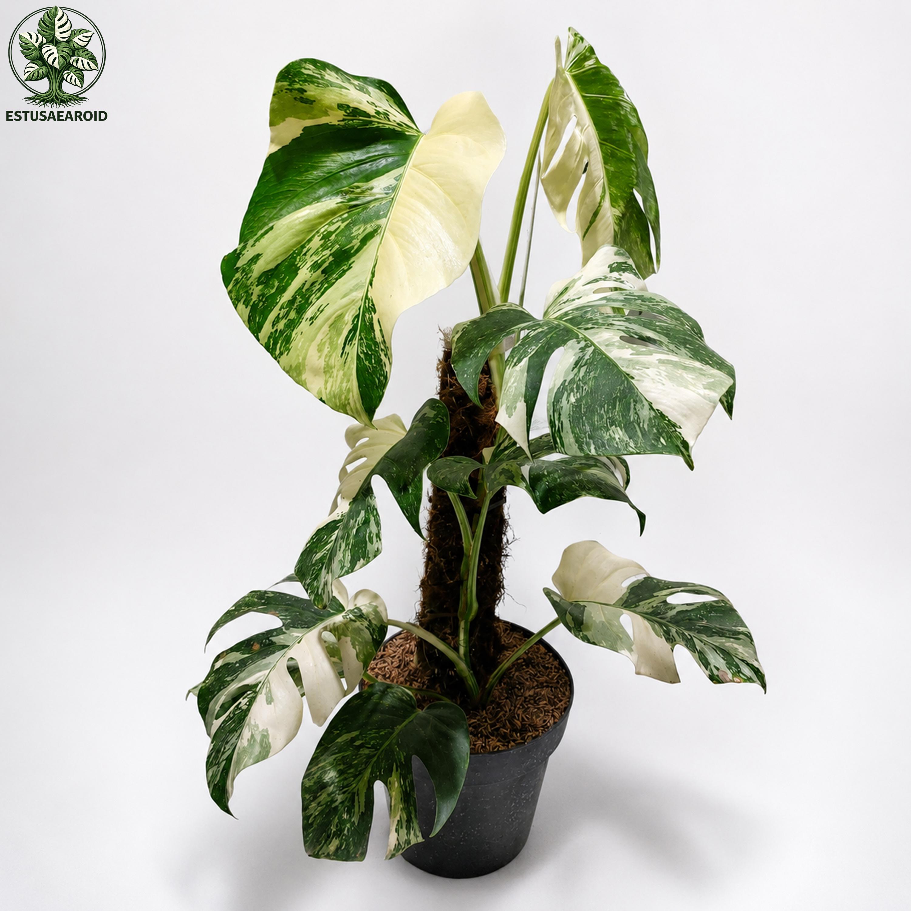 Monstera white lava - Etsy 日本