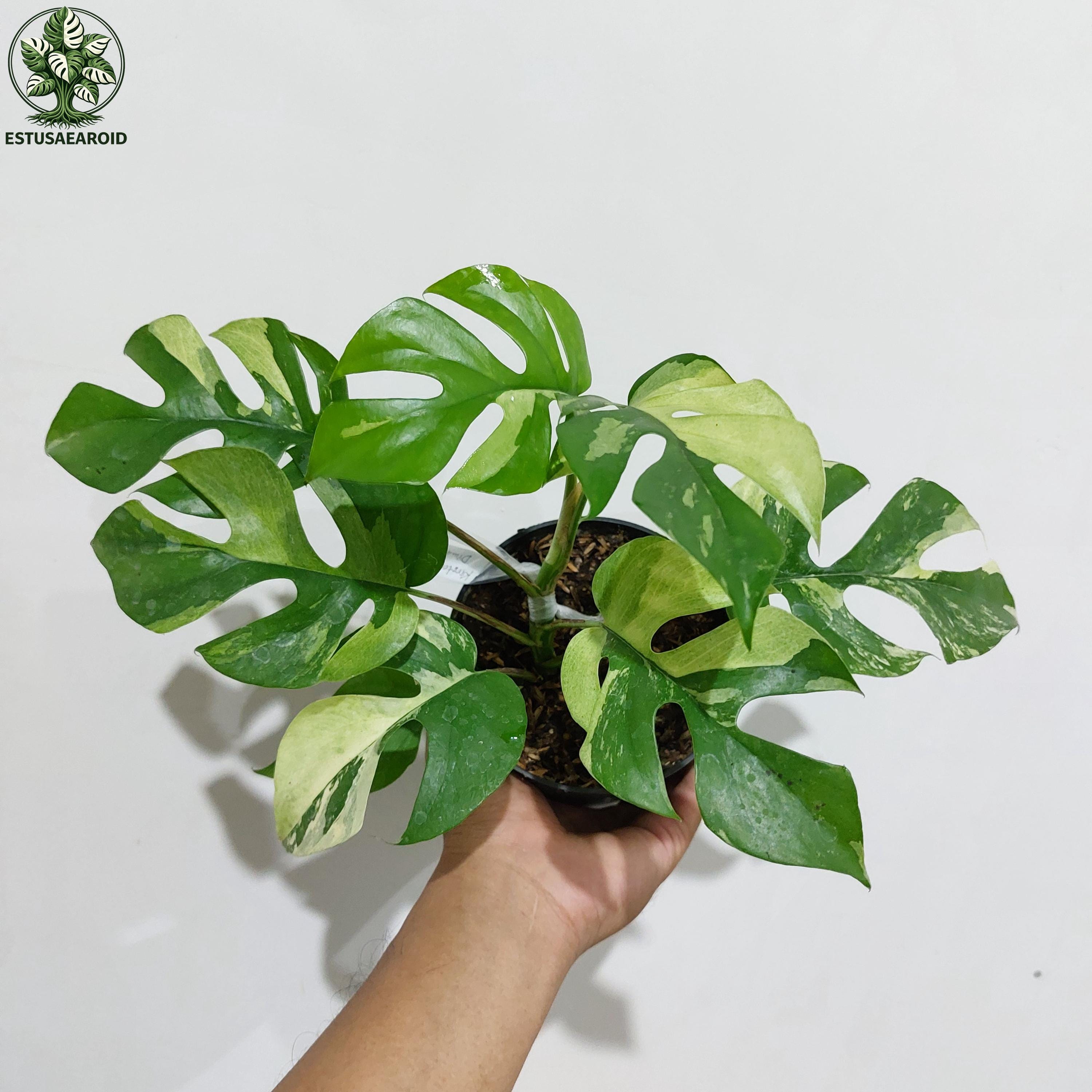 Variegated rhaphidophora - Etsy 日本
