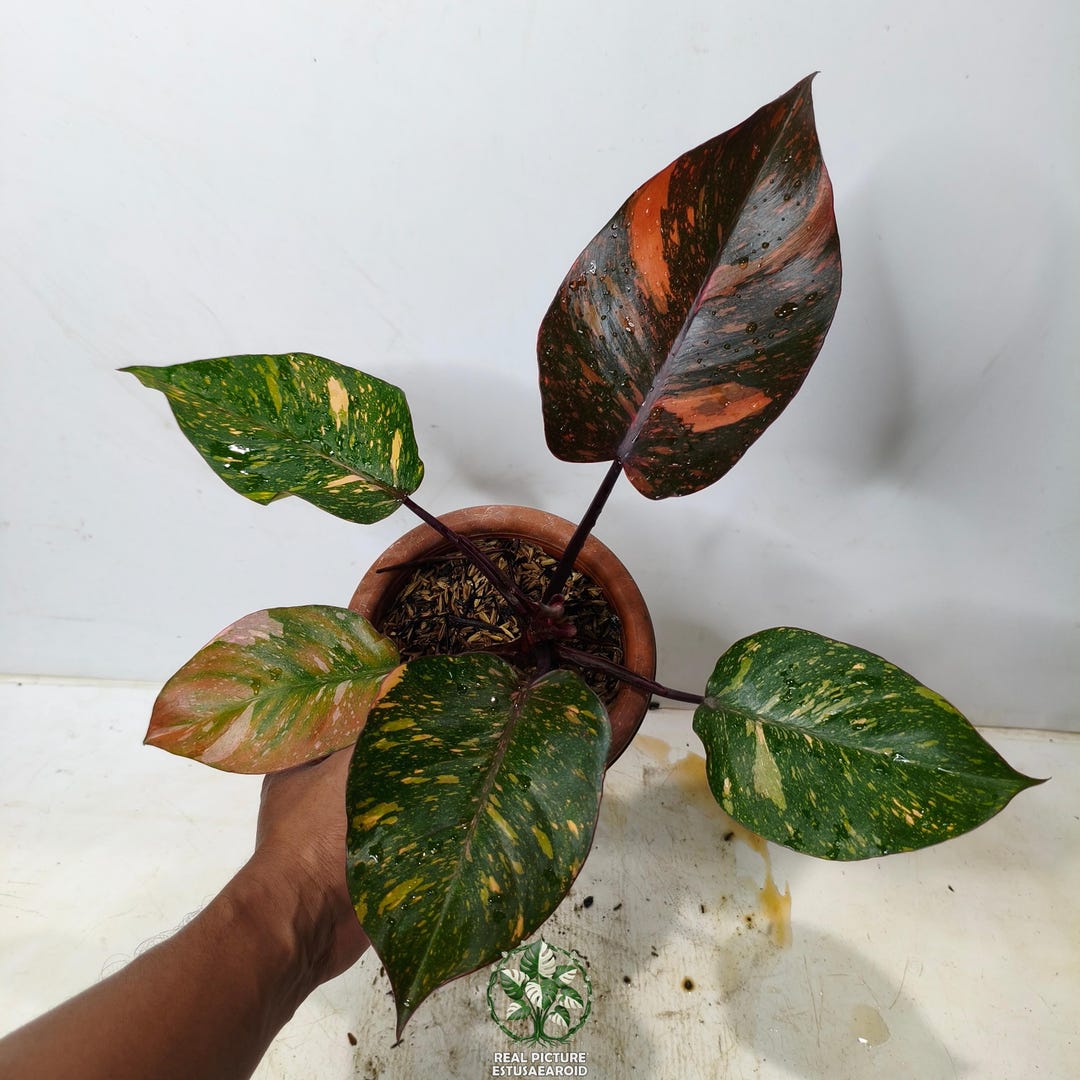 Actual Photo Philodendron Orange Princess Galaxy Variegated Indoor ...