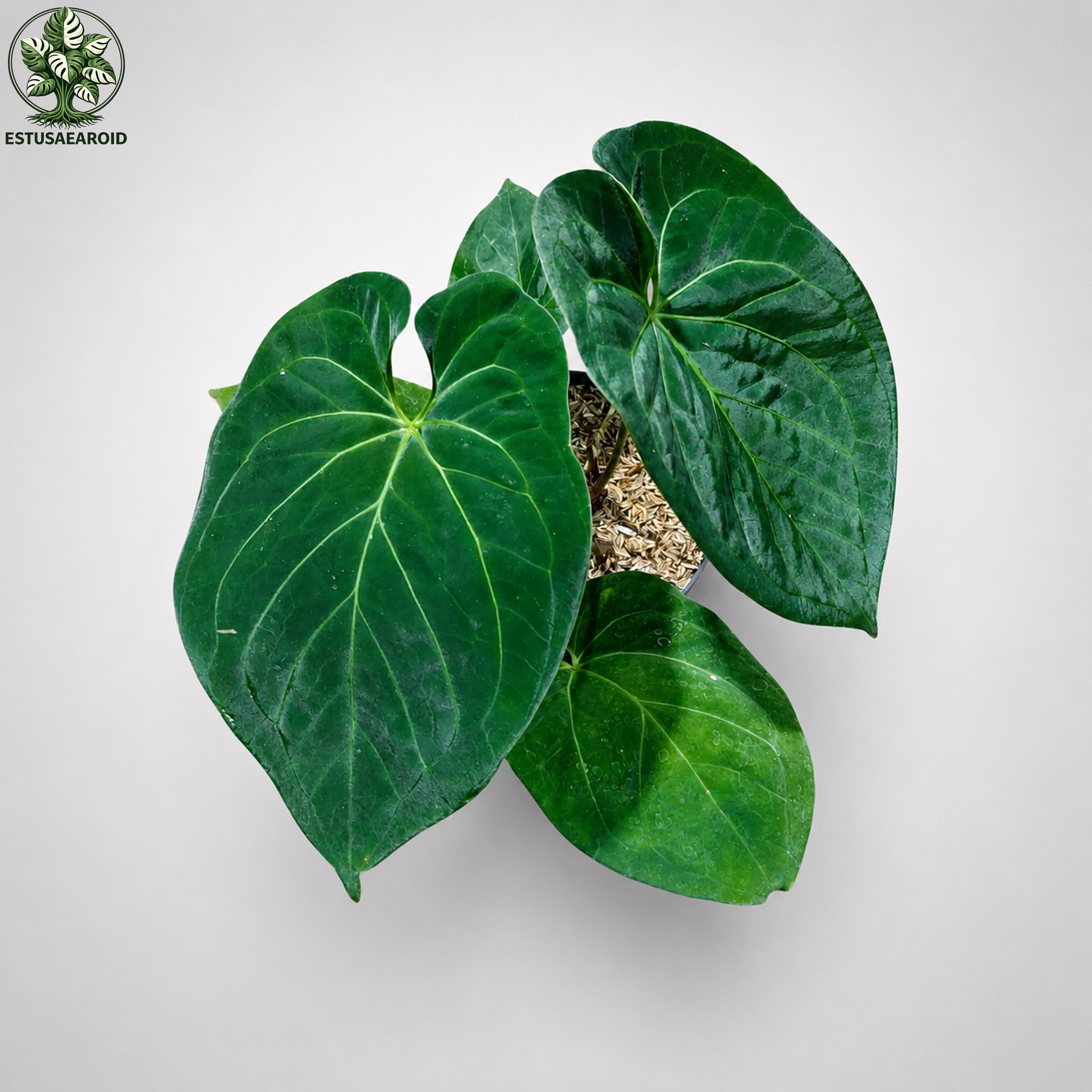 Anthurium Kos Hu - Etsy
