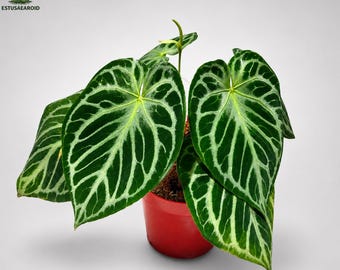 Seed Grown Anthurium King of Spades X Portillae Starter Plant (ALL