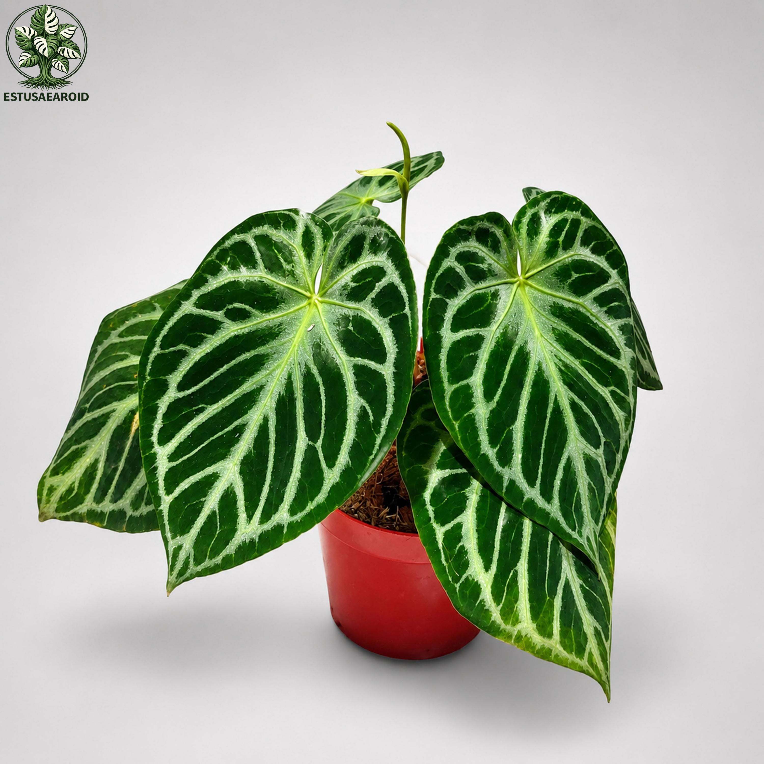 Anthurium Modeanum - Etsy Singapore