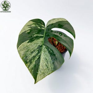 Op de afbeelding: Een bonte Monstera plantenblad met donkergroene en crèmekleurige patronen. Het blad is groot en hartvormig, met vensters. De plant staat in een zwarte pot tegen een witte achtergrond. Het logo "ESTUSAEAROID" staat linksboven.