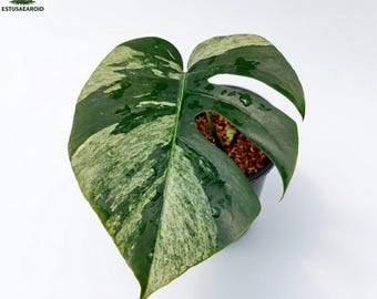 Monstera Jungle Mint bonte kamerplantenliefhebber met 1 blad