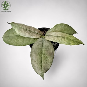 Hoya Mitrata Silver - Etsy