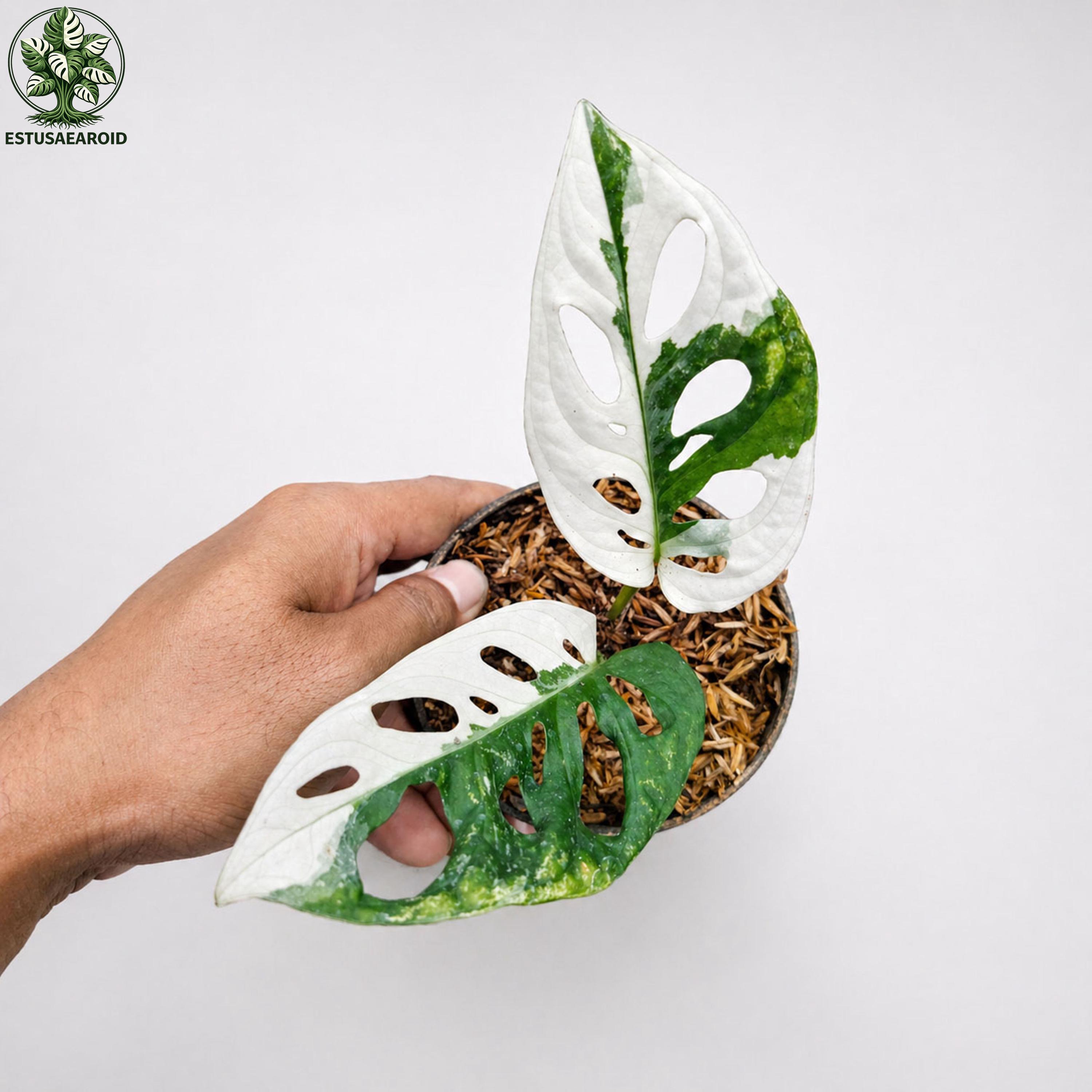Monstera white lava - Etsy 日本