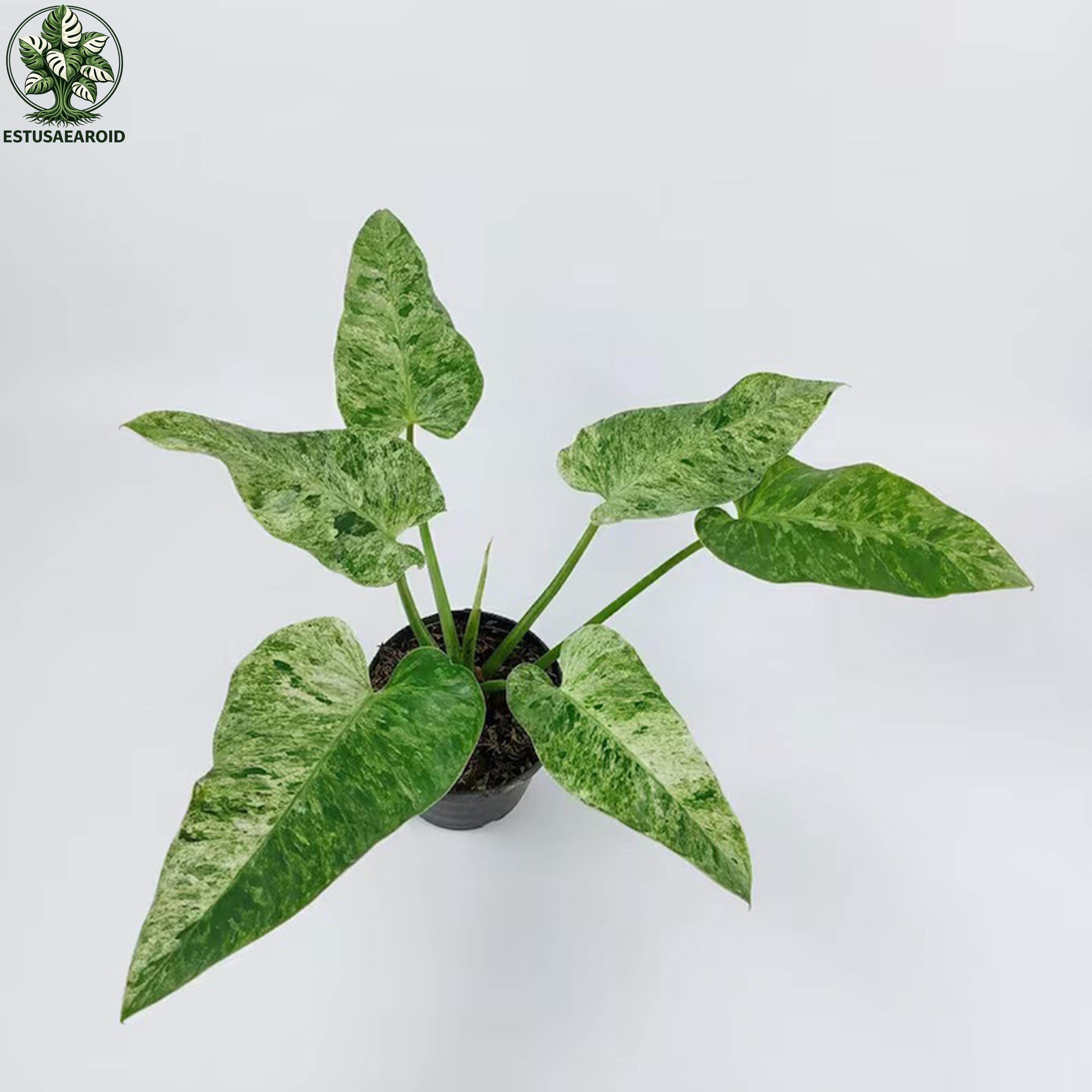Philodendron Giganteum Marble Variegated Large Leaves - Etsy