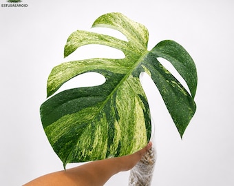 Monstera Jungle Mint bonte zeer schoonheid, één blad geworteld