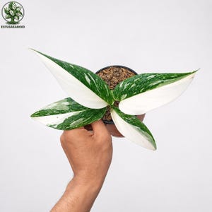 May include: A potted houseplant with large, variegated leaves in shades of white and green. The plant is held in a brown pot filled with soil. The leaves have a striking pattern, with white sections contrasting against the green.