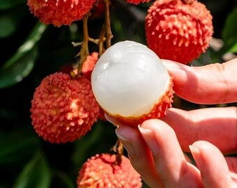 Dwarf lychee seeds for planting, organic non-GMO, 15+ pcs heirloom fruit tree