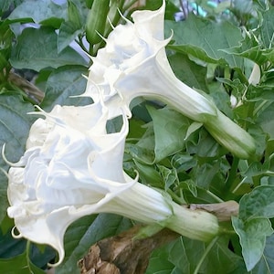 May include: Close-up of two large, white trumpet-shaped flowers with ruffled edges, set against a backdrop of green leaves. The flowers have a delicate, layered appearance, with a soft, creamy white color. The image captures the natural beauty of the plant.