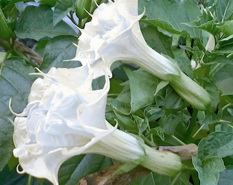 20+ Double White Angel’s Trumpet Seeds, datura metel fresh seed, devil’s trumpet