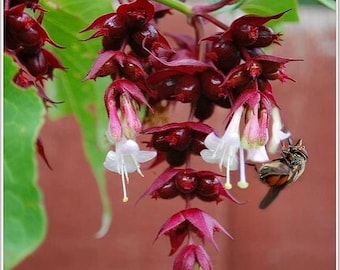 Himalayan honeysuckle seed pack, 200 seeds, hardy ornamental perennial shrub
