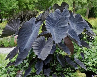 Colocasia Black Magic Seeds (2 Pack) Black Elephant Ear Plant | Dramatic Tropical Foliage