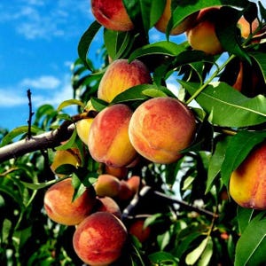 May include: Close-up of a peach tree branch laden with ripe peaches. The peaches display a gradient of colors, from vibrant red to soft yellow, with a fuzzy texture. Green leaves surround the fruit against a bright blue sky.