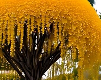 Golden shower tree seeds, 10 seeds for planting, yellow flowering tree