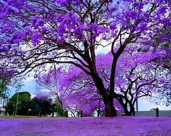 25 jacaranda tree seeds, jacaranda mimosifolia, vibrant purple flowering