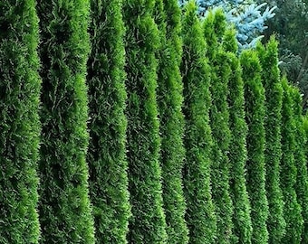 50 Thuja occidentalis seeds, organic evergreen, quick privacy screen for garden