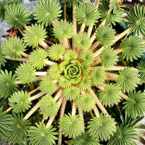 May include: Overhead view of a unique plant with radial, fan-shaped leaves in varying shades of green. The leaves have a ribbed texture and are arranged around a central rosette. The stems are a light tan color.