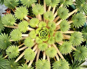 10+ Oxalis palmifrons seeds, palm-leaf oxalis, rare bulbous plant for pots