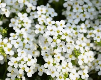 White Creeping Thyme Seeds 2000+ – Heirloom Thymus Serpyllum Low Growing Ground Cover