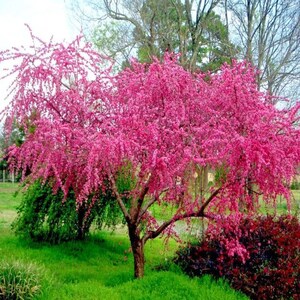 May include: A vibrant tree with cascading branches covered in bright pink blossoms. The tree's trunk is brown, and it stands in a grassy area with other green and red plants. The sky is visible in the background.