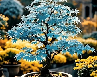 15 Blue Japanese Maple seeds, Acer palmatum, outdoor garden or indoor bonsai