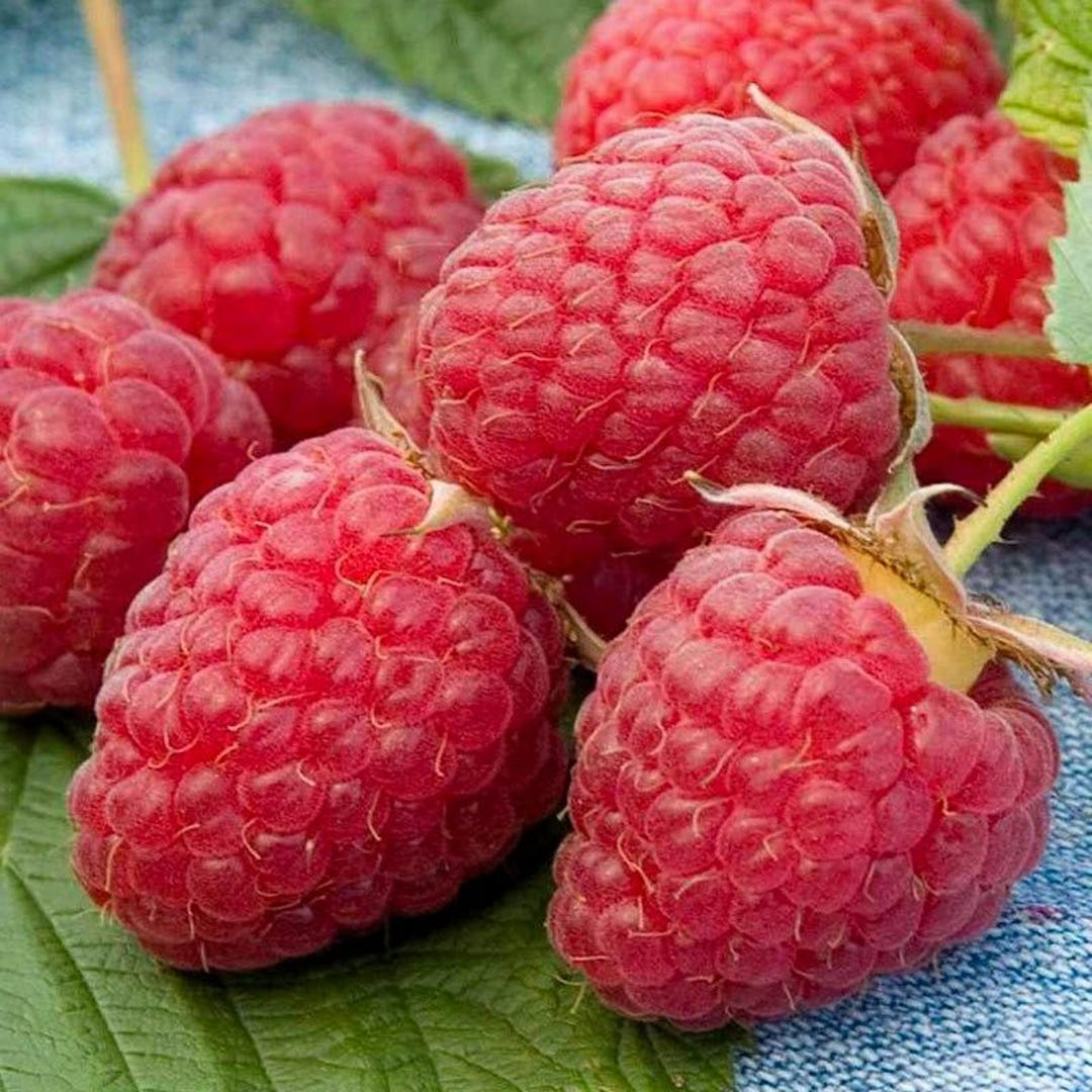 Gw2 Raspberry Seeds 25+ Heritage Raspberry Seeds, Heirloom-style, Everbearing Plants ...