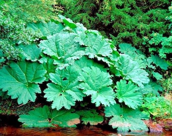 25 Gunnera Manicata Seeds – Giant Hardy Exotic Flower Plant for Garden