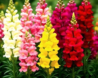 6000+ Snapdragon Seeds, Hummingbird Rainbow Mix, Fragrant Flowers, Gardening Gift, Attract Nature, Colorful Yard