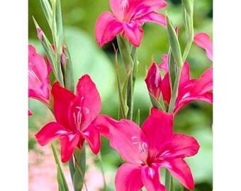 10 Hardy Gladiolus ‘Volcano’ Bulbs – Vibrant Pink & Magenta Summer Blooms, Garden Flowering Plants