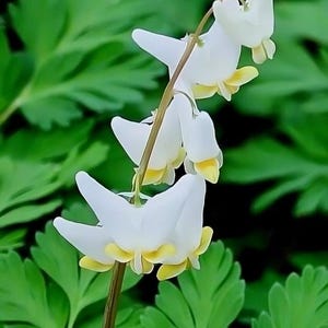 May include: Close-up of a cluster of white and yellow bleeding heart flowers. The flowers have a unique heart shape with a yellow tip. The background is filled with green leaves, creating a natural and vibrant scene.