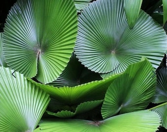 Licuala cordata seeds, rare palm seeds for indoor growing, tropical houseplant