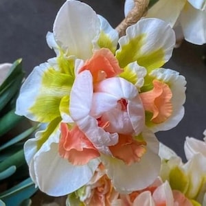 May include: Close-up of a multi-layered flower with white petals edged in yellow-green. The center features peach and white petals, creating a layered effect. The flower is part of a floral arrangement.