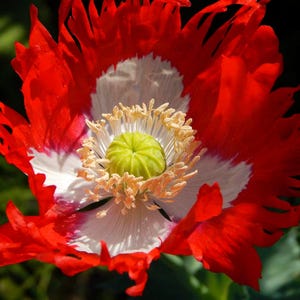 May include: Close-up of a vibrant red poppy flower with white accents around the center. The flower has a bright green center and yellow stamens. The petals are ruffled and textured, creating a striking visual contrast against the dark background.