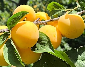 30pcs Yellow Passionfruit Seeds, golden granadilla seeds, climbing vine