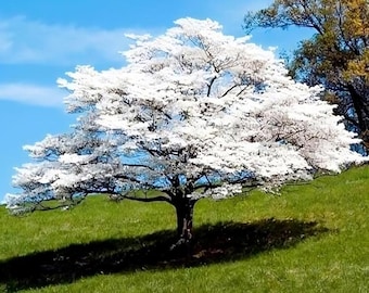 20 flowering dogwood seeds, Cornus florida, spring blooming tree seeds for yard