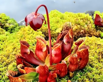 Sarracenia purpurea seeds, rare purple pitcher plant, carnivorous perennial