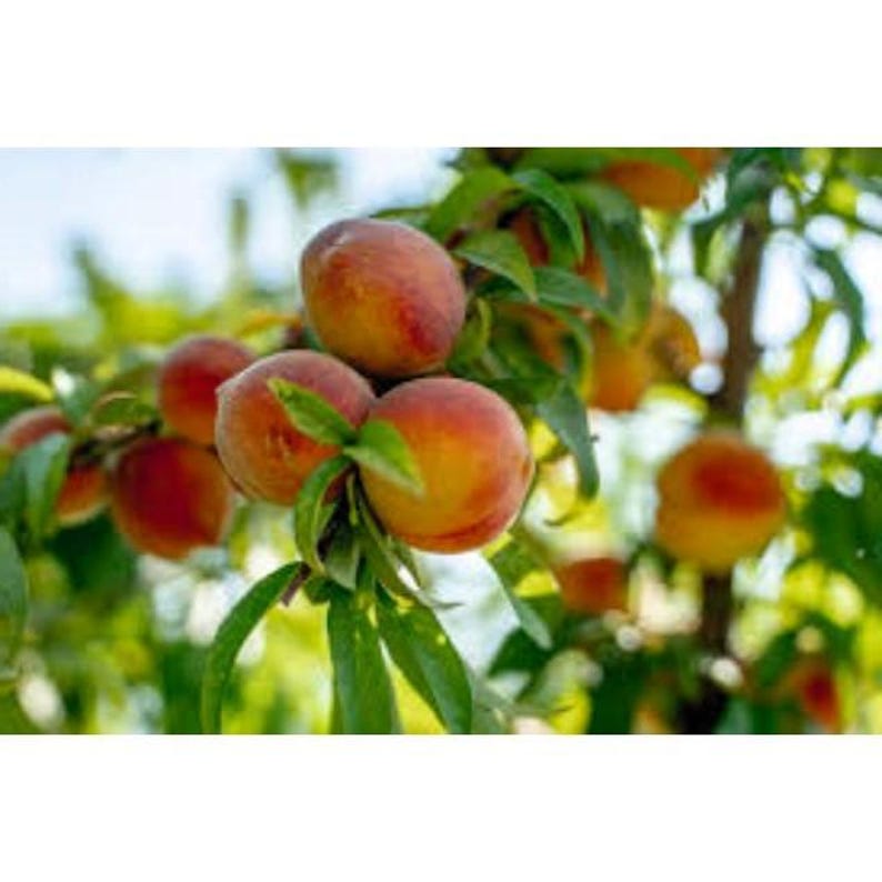 May include: Close-up of ripe peaches on a tree branch. The peaches have a vibrant mix of red and yellow hues, with a soft, fuzzy texture. Green leaves surround the fruit, creating a natural and fresh look. The image captures the essence of a summer harvest.