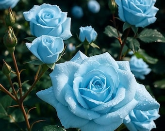 Light blue rose seeds, 20 seeds, unique decorative garden variety