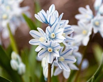 Striped Squill Bulbs 5 | Unique Scilla Spring Flower Bulbs for Outdoor Garden