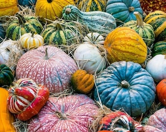 Rare mixed pumpkin seeds, heirloom varieties for fall gardens, grow your own